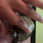 2 Turtles in Hayward, California