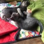 American shorthair kittens in Seattle, Washington