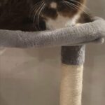 Rehoming Cat in Seattle, Washington