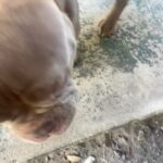 American bully in Fort Lauderdale, Florida