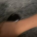 Friendly Guinea in Madera, California