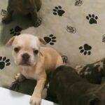 French Bulldog litters in Arizona City, Arizona