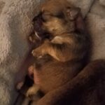 Poochon Yorkie mix in Arizona City, Arizona