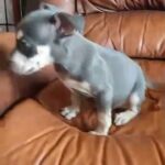 tri XXL American bully male in Wichita Falls, Texas