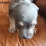tri XXL American bully in Wichita Falls, Texas