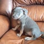 Tri XXL American Bully Male in Wichita Falls, Texas