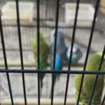 4 Parakeets With a Large Cage Plus All Accessories in Charleston, West Virginia