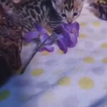 Bengal Kittens in Arizona City, Arizona