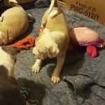 Blue nose Bully and blue nose/rednose pitbull mix in Arizona City, Arizona