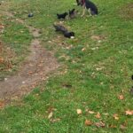 German sheperad in Arizona City, Arizona