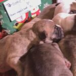 Old English bulldog puppies in Arizona City, Arizona