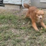 Mocha Male Pomeranian in Arizona City, Arizona