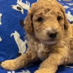Miniature Poodle in Elkton, Maryland