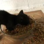 Free Kittens in Anaheim, California