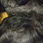 Mama Ripley with her last litter in Meridian, Idaho