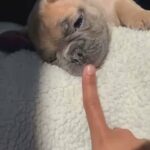 Akc French Bulldog in Philadelphia, Pennsylvania