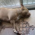 EXOTIC BULLIES in Miami Gardens, Florida