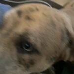 Hi my name is Travis I’m currently a 10-11months puppy in Arizona City, Arizona