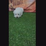 English Cream Labrador Retriever in Arizona City, Arizona