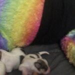 Puppy chihuahua in Arizona City, Arizona