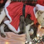 Old English bulldog puppies in Arizona City, Arizona