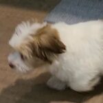 Havanese puppy for sale in Arizona City, Arizona