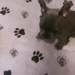 French Bulldog litters in Arizona City, Arizona