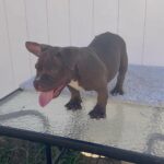 Micro Bully in Arizona City, Arizona