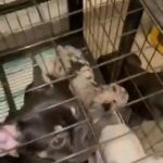 French Bull Dogs For Sale Christmas Special in Sacramento, California