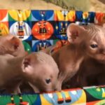 Sphynx kittens for sale in Washington, District of Columbia