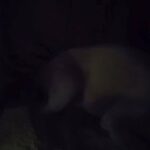 American blue pit in Ontario, California