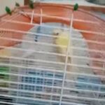 cockatoo parrot, red rump parakeet, kakariki parrot, white parakeets in Grants Pass, Oregon