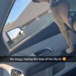 Dog in Yukon, Oklahoma