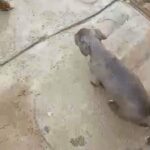 blue nose pit in Ontario, California