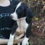 oreo,rottie-pit mix in Silver Springs Shores, Florida
