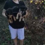 princess and twin, rottweilers in Silver Springs Shores, Florida