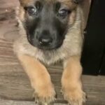 Puppy For Sale in Dallas, Texas