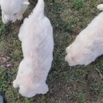 Golden retrievers in Arizona City, Arizona