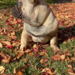 Male French Bulldog PuppY Available!! in Arizona City, Arizona