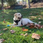 Lovely Labrador Retriber 1.5 Years Old in Arizona City, Arizona