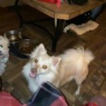 Pomeranian 4 sale in Arizona City, Arizona