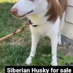 Siberian Husky (king) in Cleveland Heights, Ohio