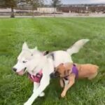 White Siberian Husky Female in Rancho Cucamonga, California