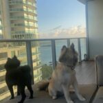 Sweetest snow boy 6 months old potty trained in Arizona City, Arizona