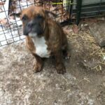 Hermes Olde English Bull Dogges in Arizona City, Arizona