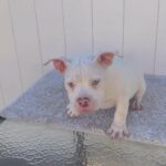 Micro Bully in Arizona City, Arizona