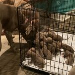 14 Pitbull Puppies in Arizona City, Arizona