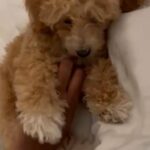 9 Week Female Bichpoo in New York City, New York