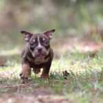 american bully (micro) in Jacksonville, Florida