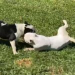 Bully in Orlando, Florida